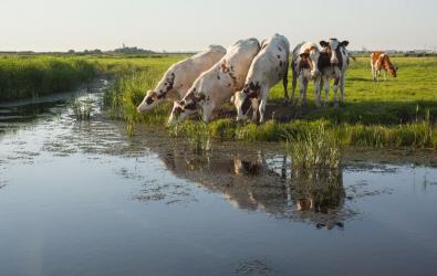 Koeien in polder